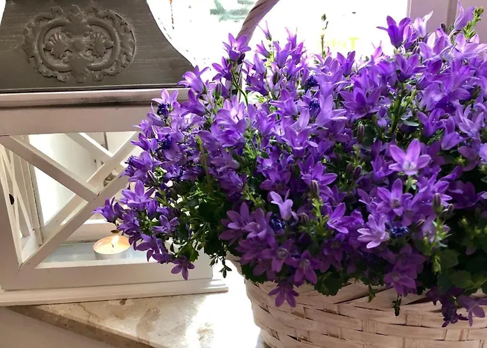 Szálloda Domschatz 3*